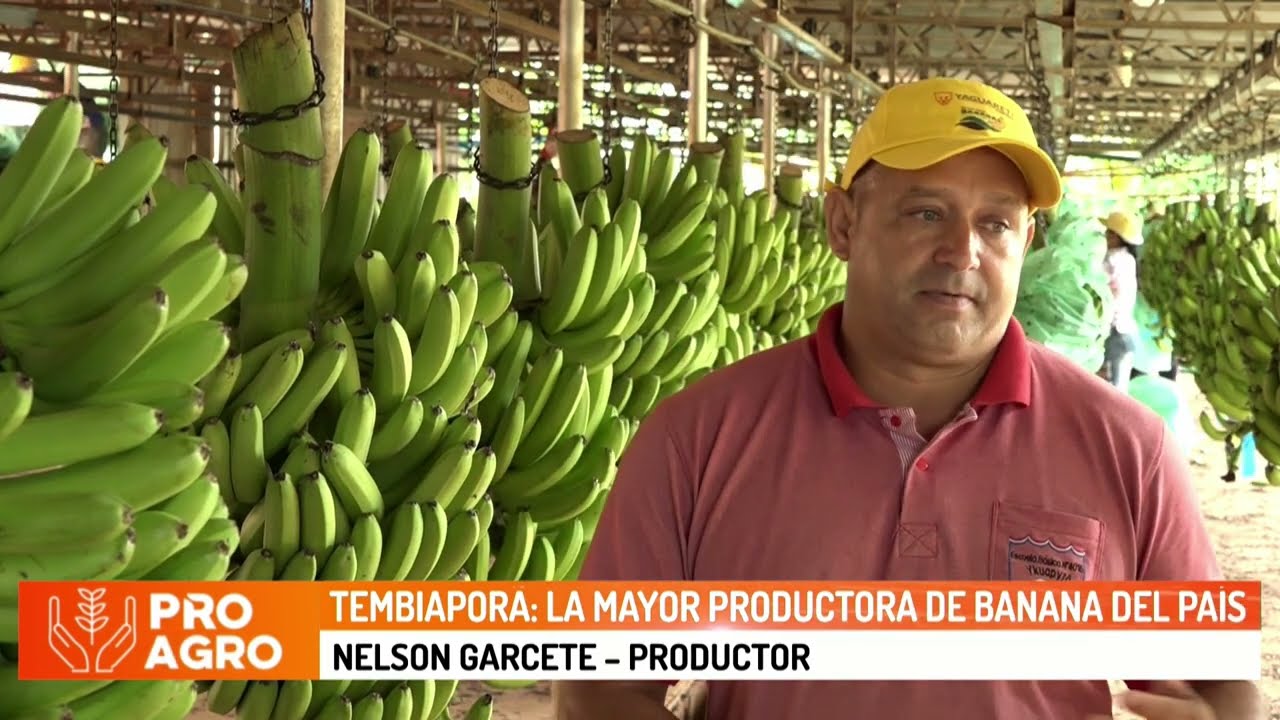 Tembiaporã: La mayor productora de banana del país