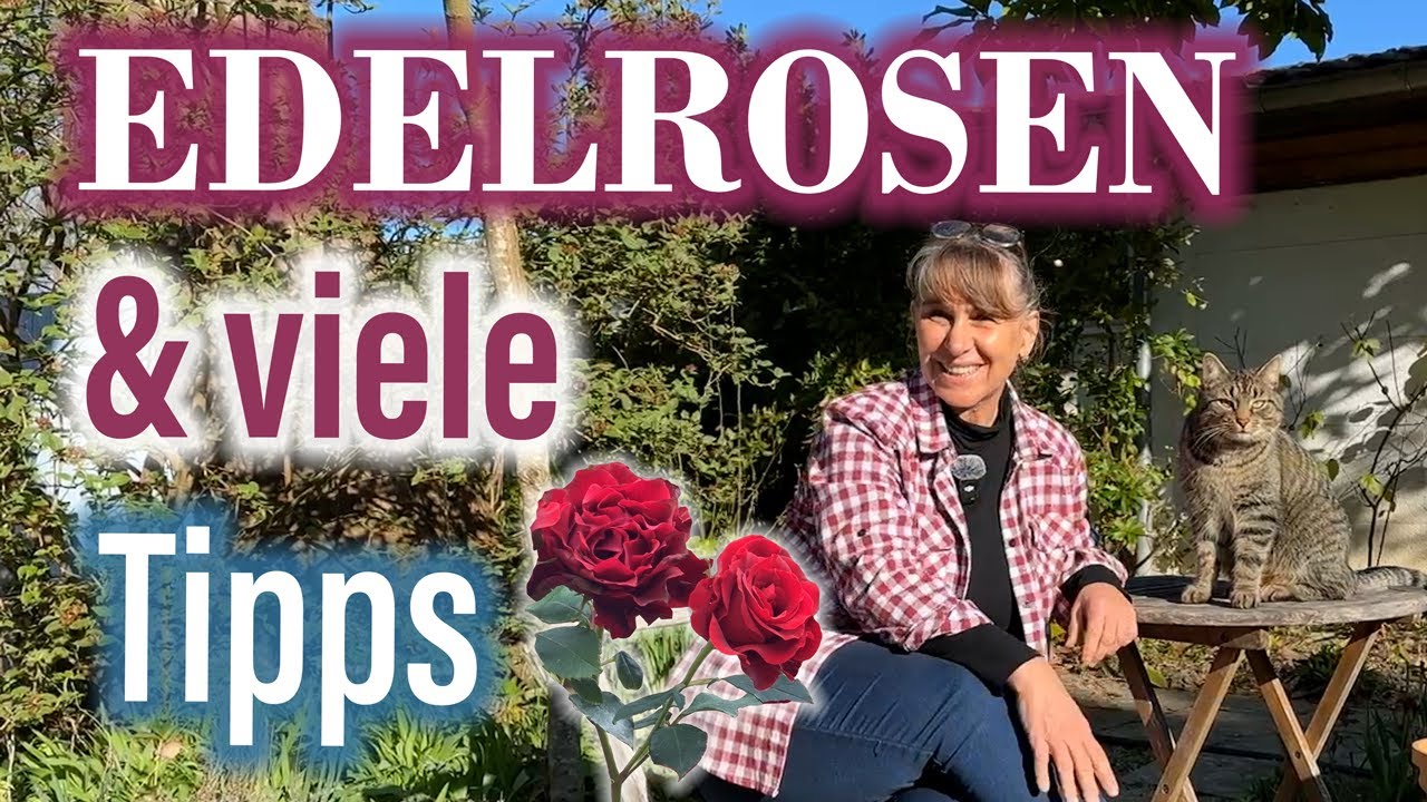 EDELROSEN: „Königin der Rosen“ 🌸 einst Hybride aus chin. Teerosen & Remontant-Rosen (ab Min. 19:32)