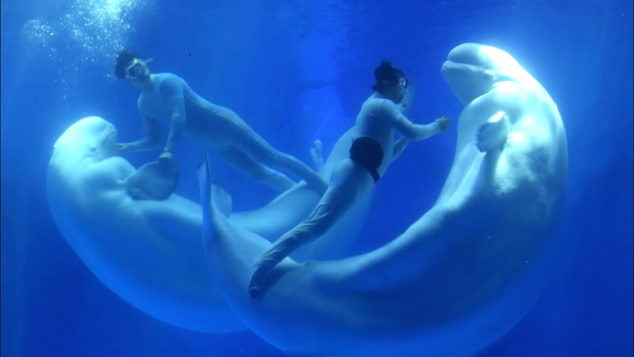 Underwater Beluga Show (Love of Beluga Full Show) at Shanghai Haichang Ocean Park August 8, 2025