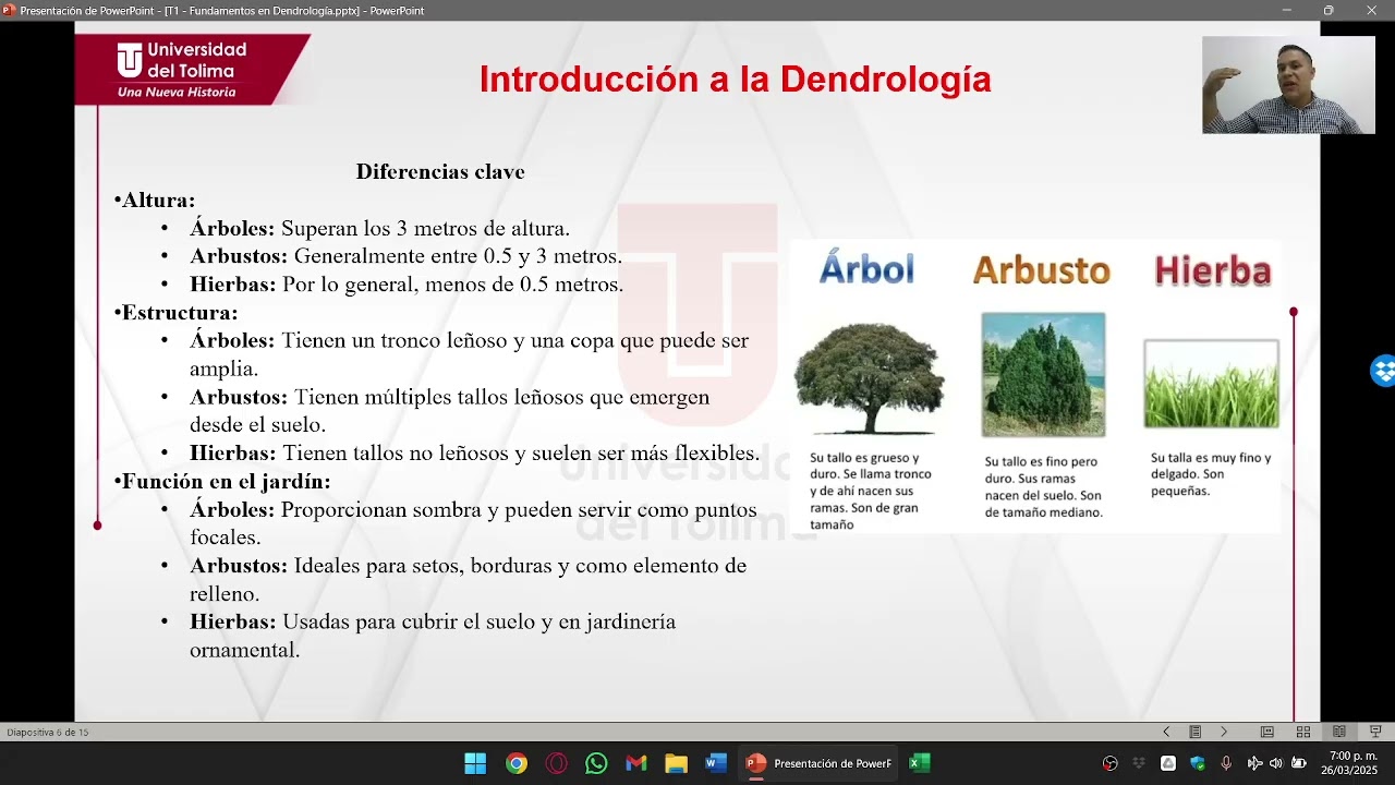 Tutor&iacute;a 1 Dendrolog&iacute;a - Morfolog&iacute;a Vegetal