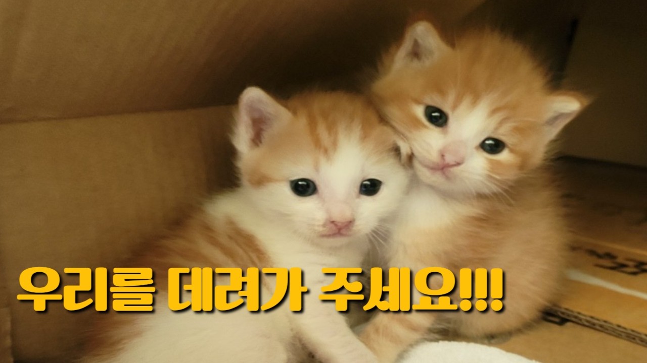 길고양이 출산..그리고 지금은 우리 집 막냉이들...