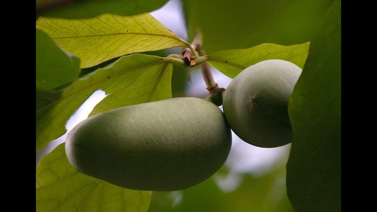 ASIMINA TRILOBA - kontejniranje/priprema jednogodišnjih sadnica za prezimljavanje