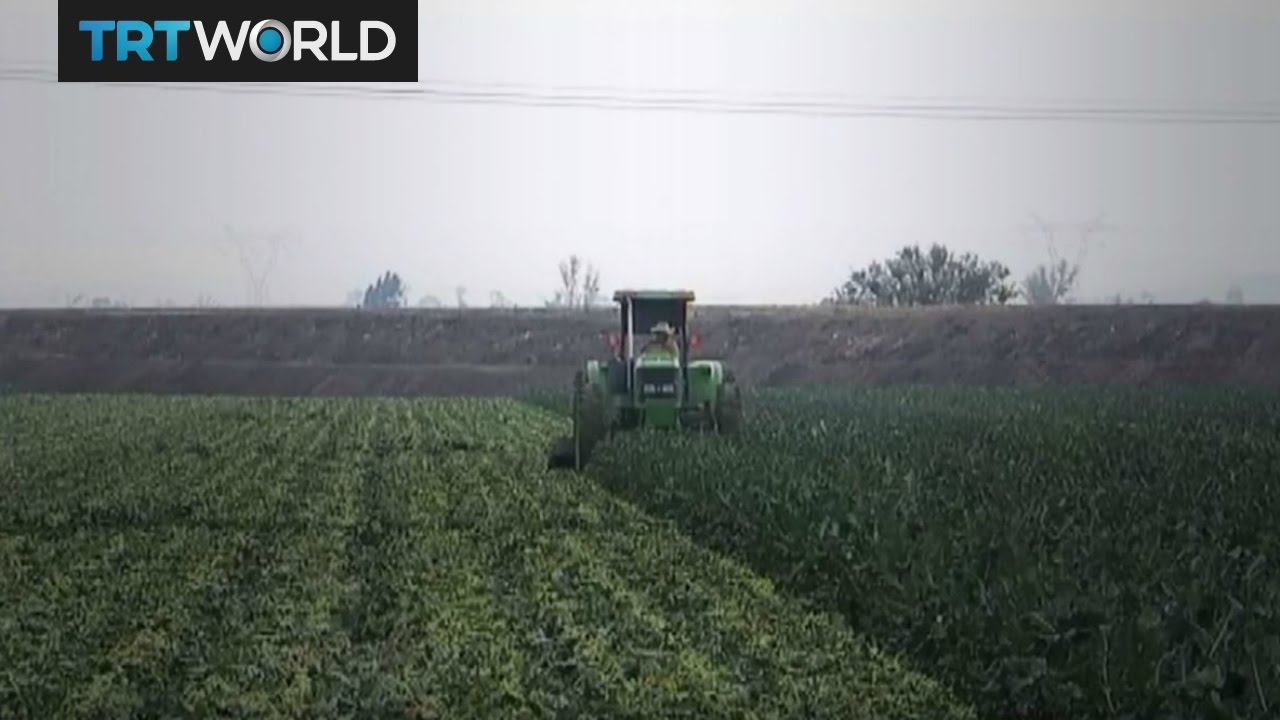 Money Talks: Mexico threatens to ditch US corn imports