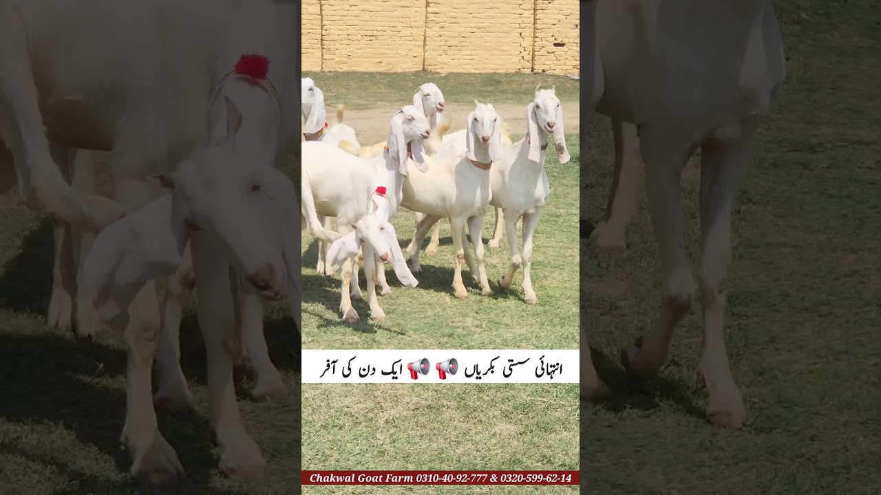 Sasti Bakriyaan One Day Offer | Toori Gulabi Goats | 18 May 2025