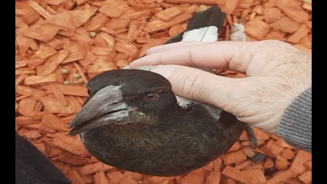 Maggie - my dad's pet magpie tamest and friendliest magpie anywhere