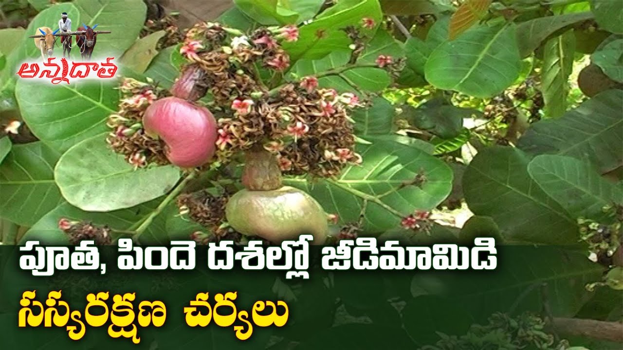 Plant Protection Measures in Cashew Flowering | Fruiting Stage | జీడిమామిడి తోటల్లో యాజమాన్యం