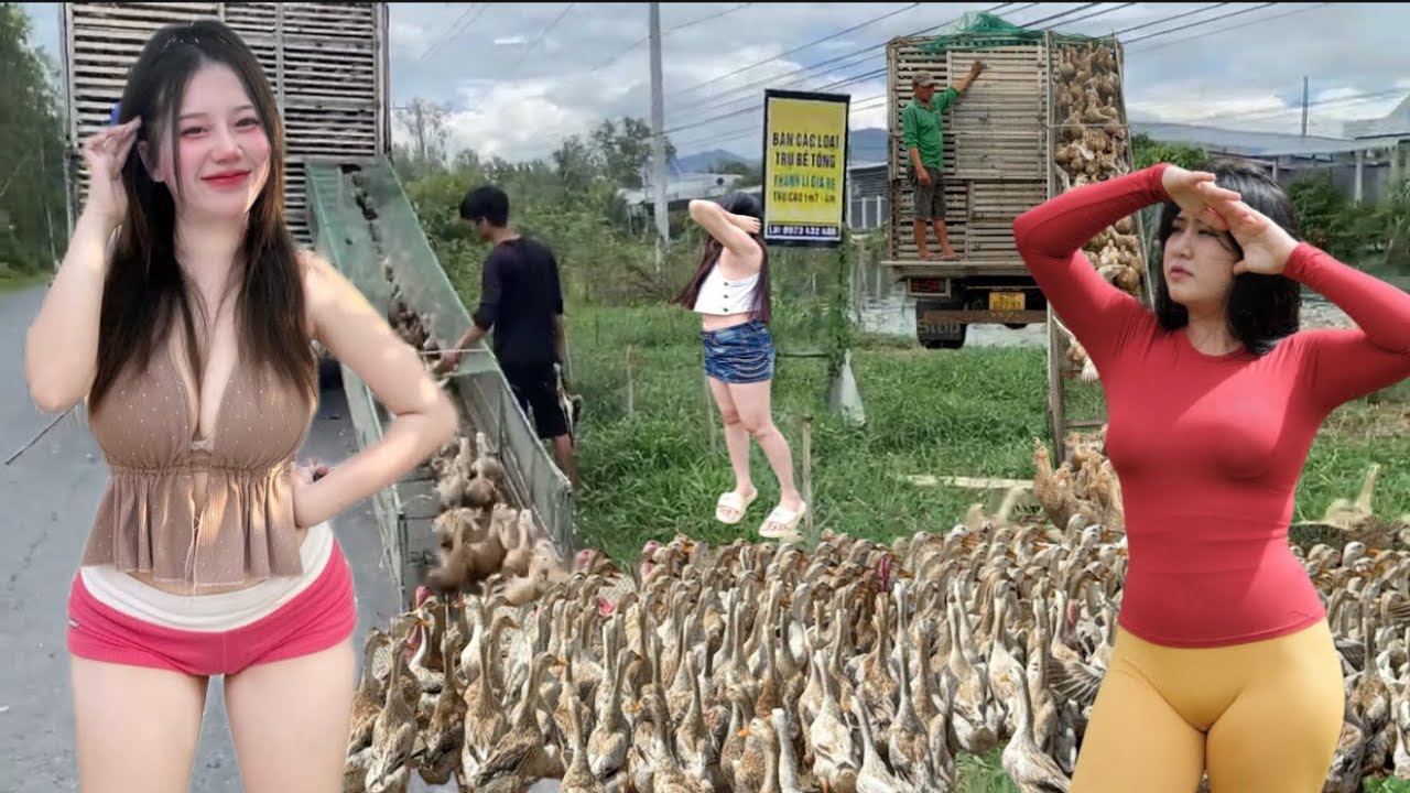 Full video: Ducks in disarray in the rice field – A unique and interesting rural scene.
