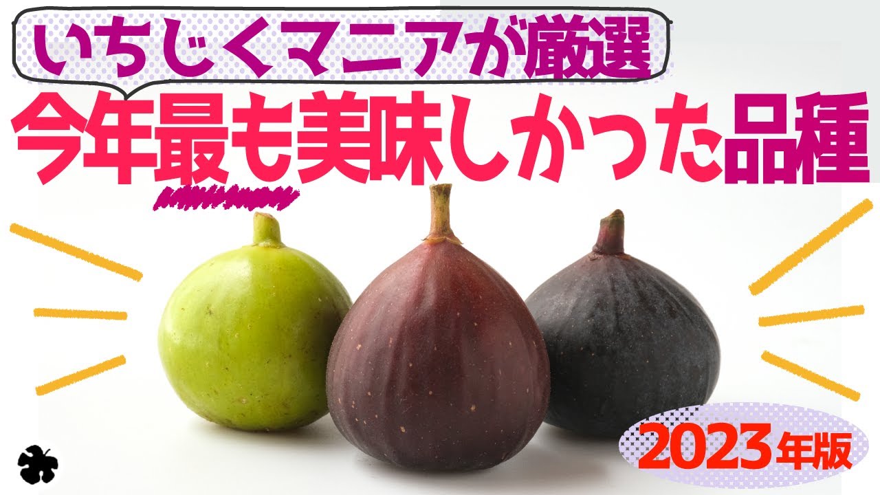 【2023年版】最も美味しかったイチジク！（育て方）