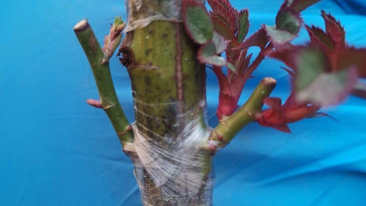 比嵌芽接成活率更高的嫁接方法（嵌芽枝接）嫁接月季随接随活！
