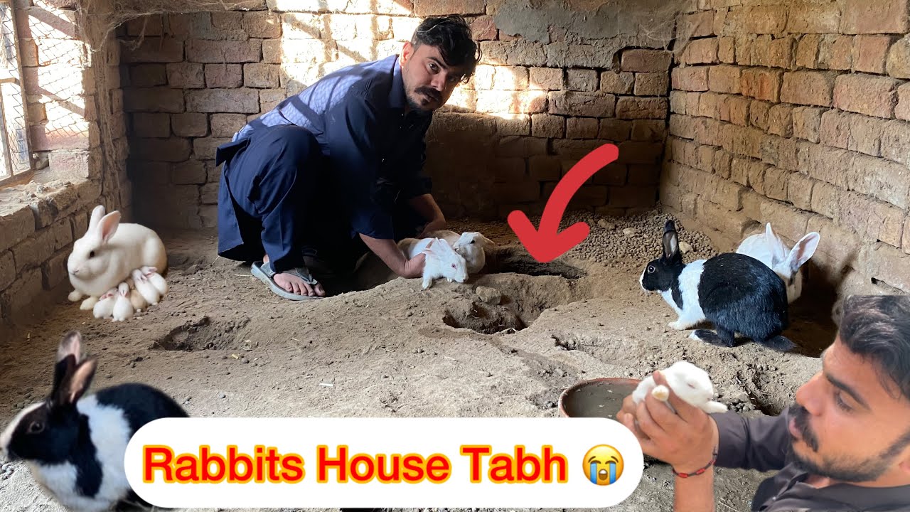 Rabbits House Ko Kia Hogye Hai 😭😭