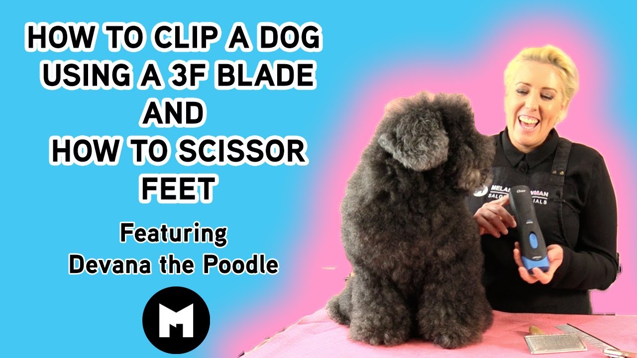 How to clip a dog using a 3f blade and scissor feet