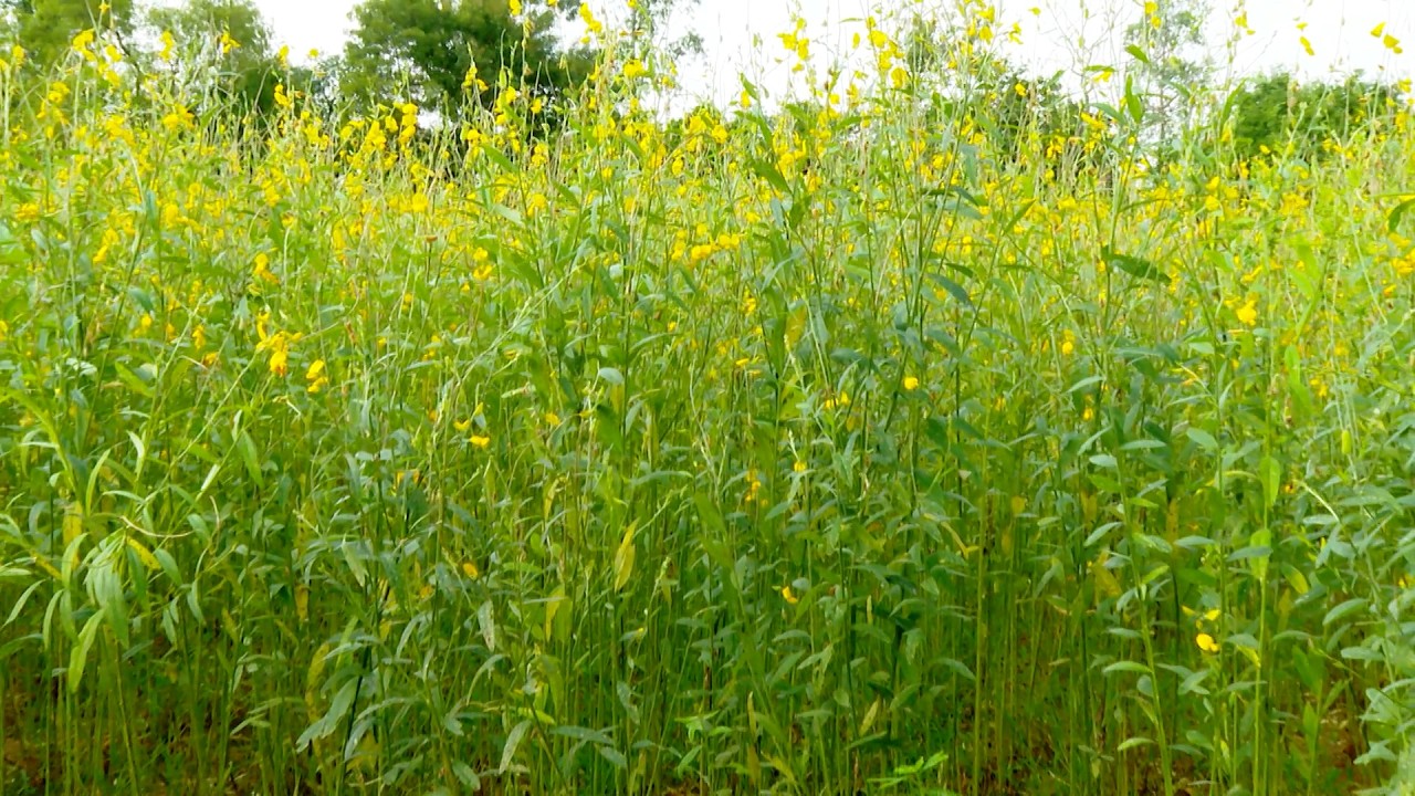 பசுந்தாள் உரப்பயிர்களில் விதை உற்பத்தி  - Seed production in green manure crops