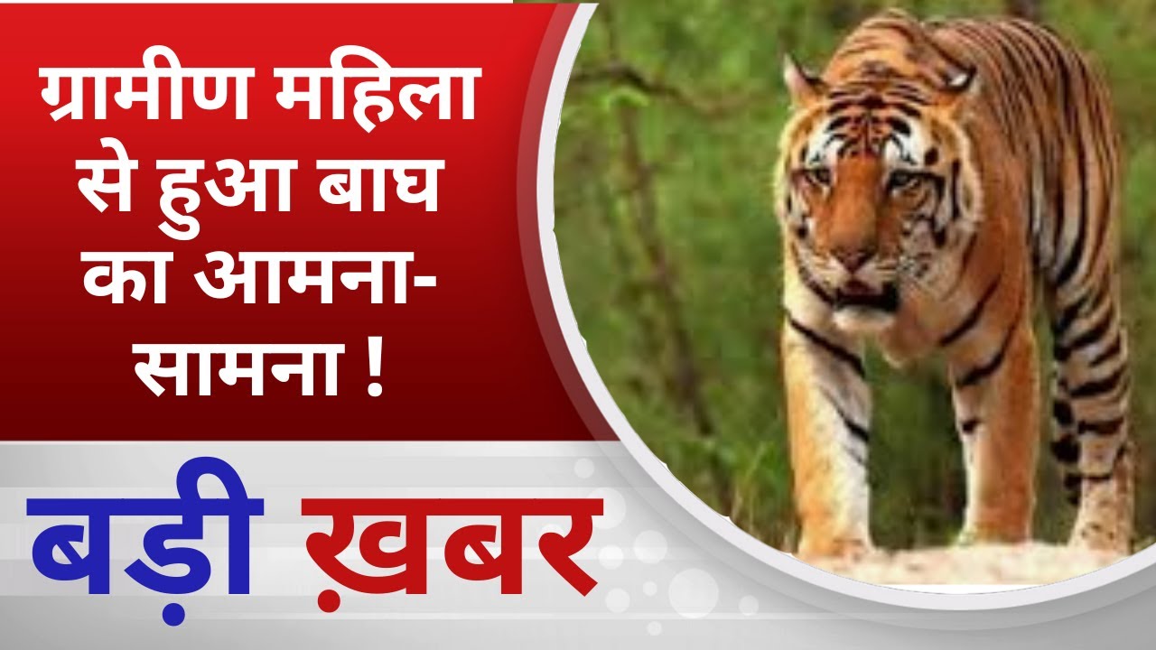 BALAGHAT NEWS: ग्रामीण महिला से हुआ बाघ का आमना-सामना !  PADMESH NEWS BALAGHAT