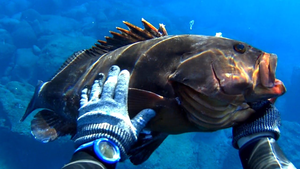 🔱 ΜΕΓΑΛΟΣ ΡΟΦΟΣ στα 7 Μέτρα 🔱 Big Dusky Grouper at 7 Meters !!!