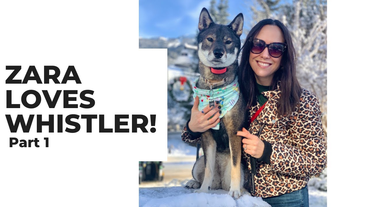 Shikoku Dog LOVES WHISTLER! | December 2021 pt.1 | Zara the Shikoku Dog    4K