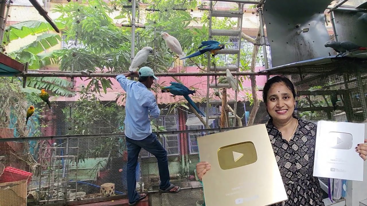 Golden And Silver  YouTube Play Buttons Of The Parrots Moved From Old Farm To Our New Farm.