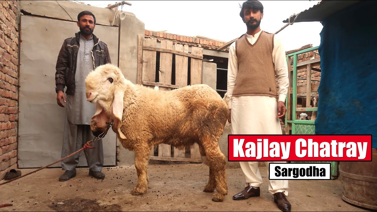 Kajlay Chatray - Breeding Setup Of Kajla Chatra In Sargodha 2025