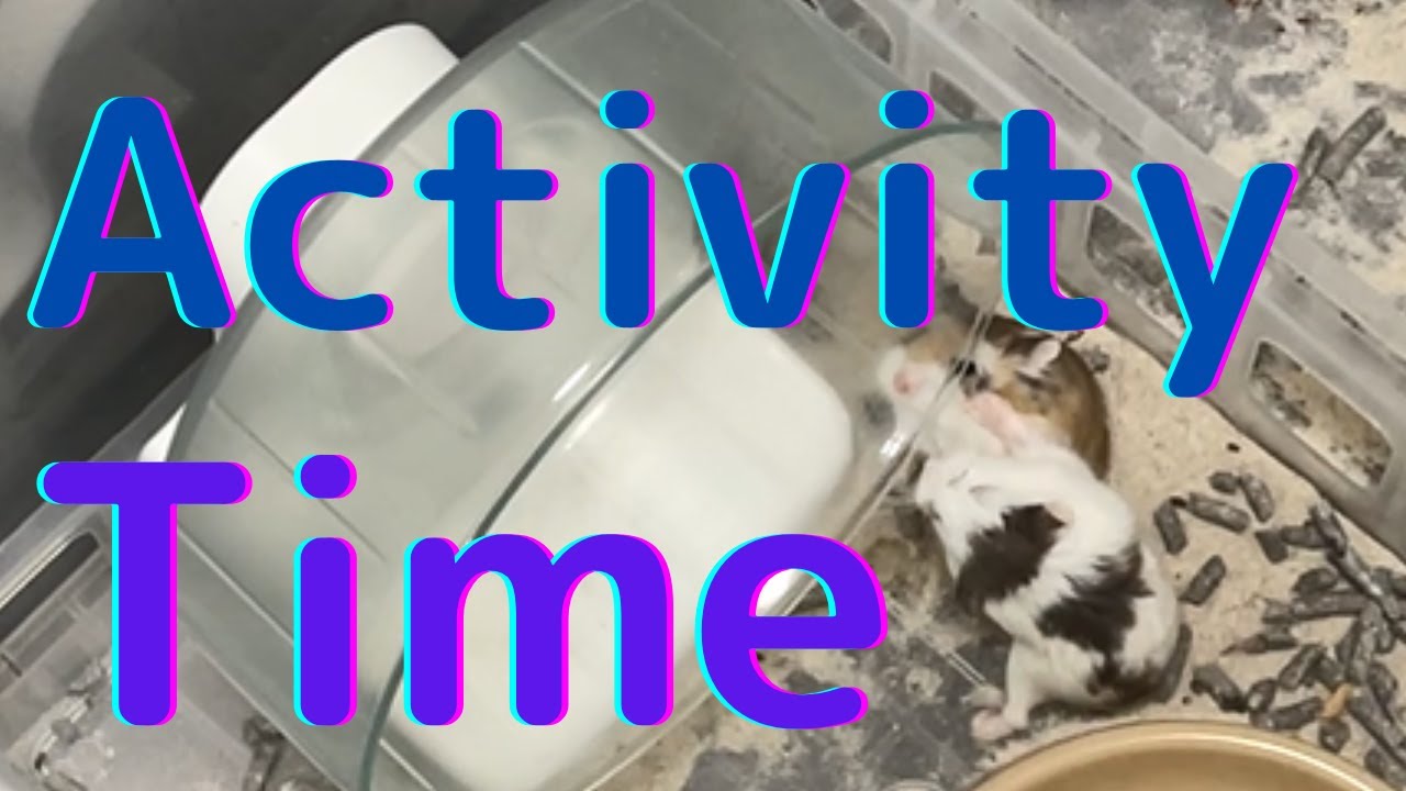 Activity Time Roborovski Dwarf Hamster  #hamster #Roborovskii  #Dwarf
