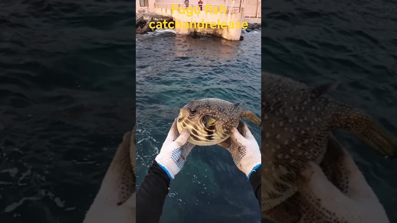рыба фугу 
