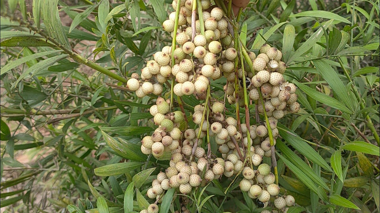 Harvesting Rattan fruits/MasterKayTM