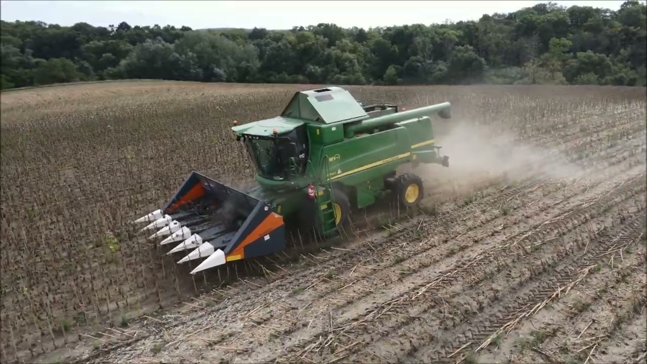 Napraforgó Aratás 2022 / sunflower  /