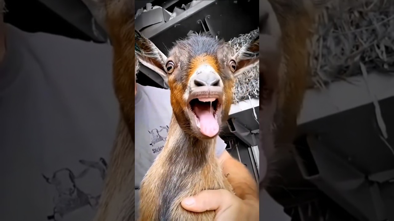 Top 5 Funniest Goats Ever Caught on Camera! 🐐😂
