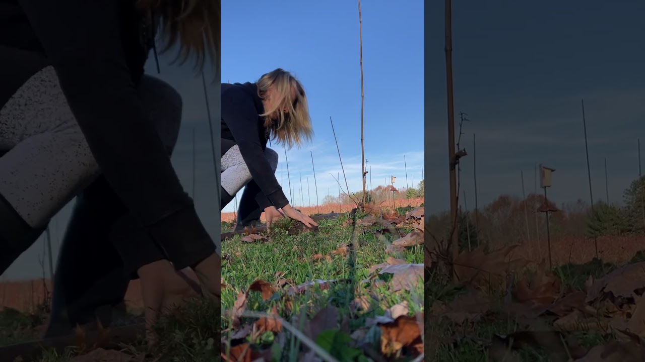 Burying Young Vines to Prepare for Winter   #michigan #wine #vineyard