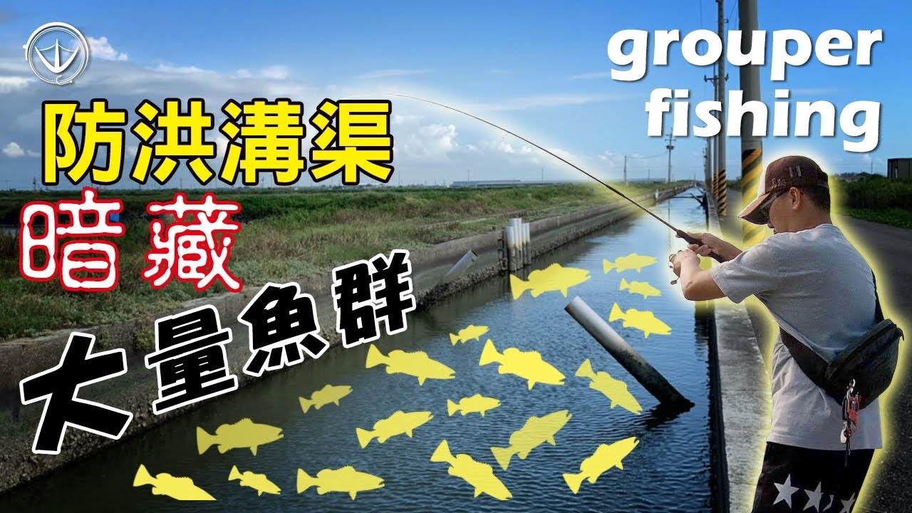 防洪小水溝居然偷躲這麼多魚！grouper fishing #龍虎斑 #鵝大人 #釣魚