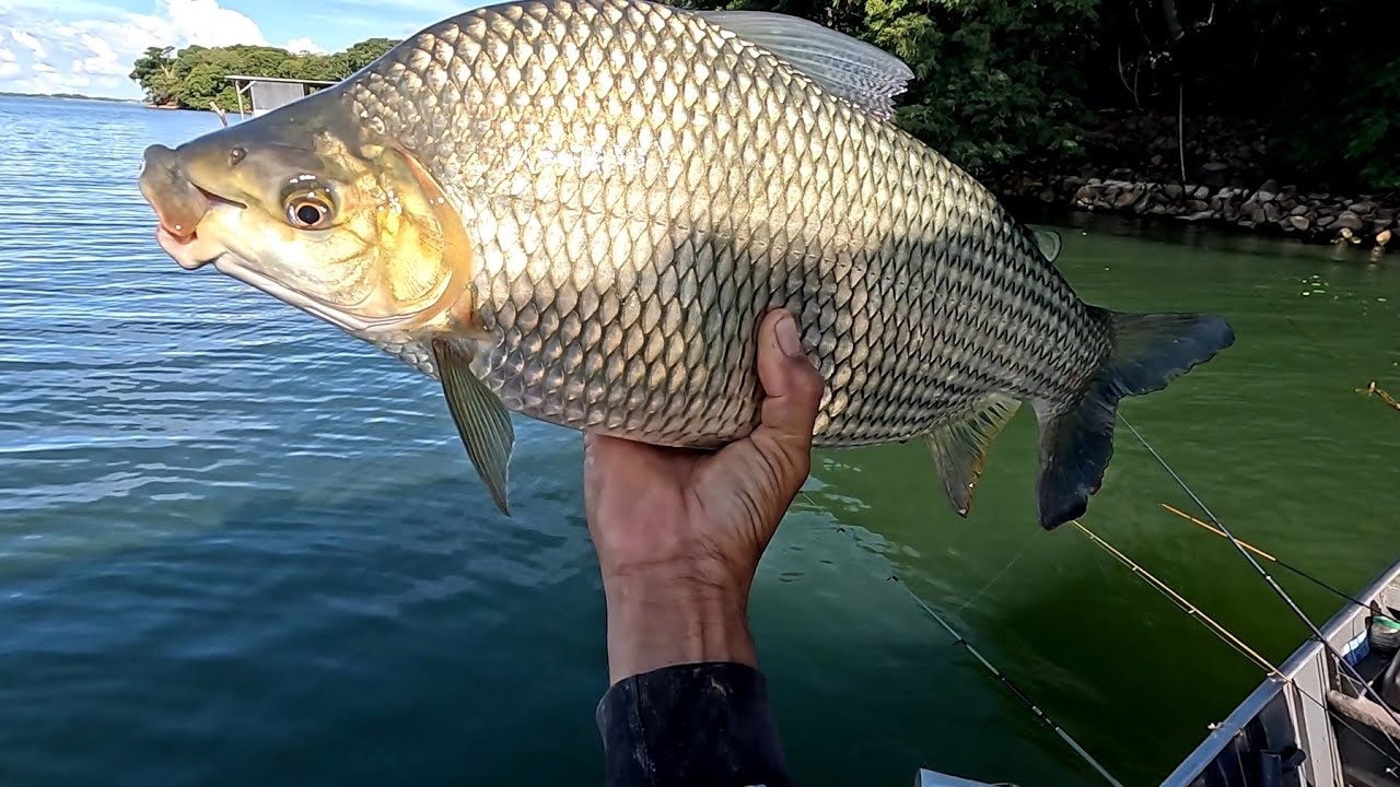 Não tem peixe pequeno nesse lugar é surreal só monstros Rio grande Indiaporã