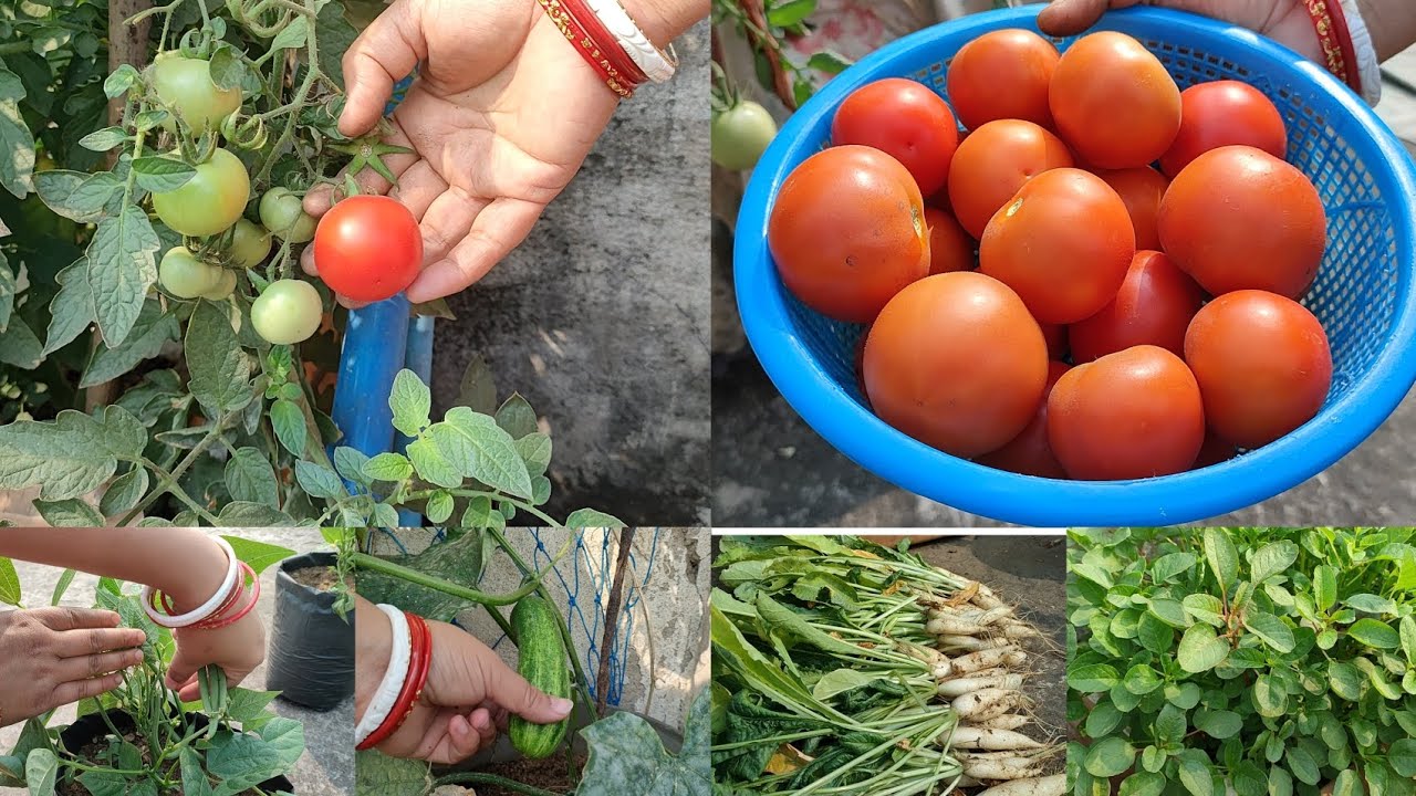 ଚାଲ ଛାତରୁ ପରିବା ତୋଳିବା//organic winter vegetables harvesting from terrace #terracegarden 