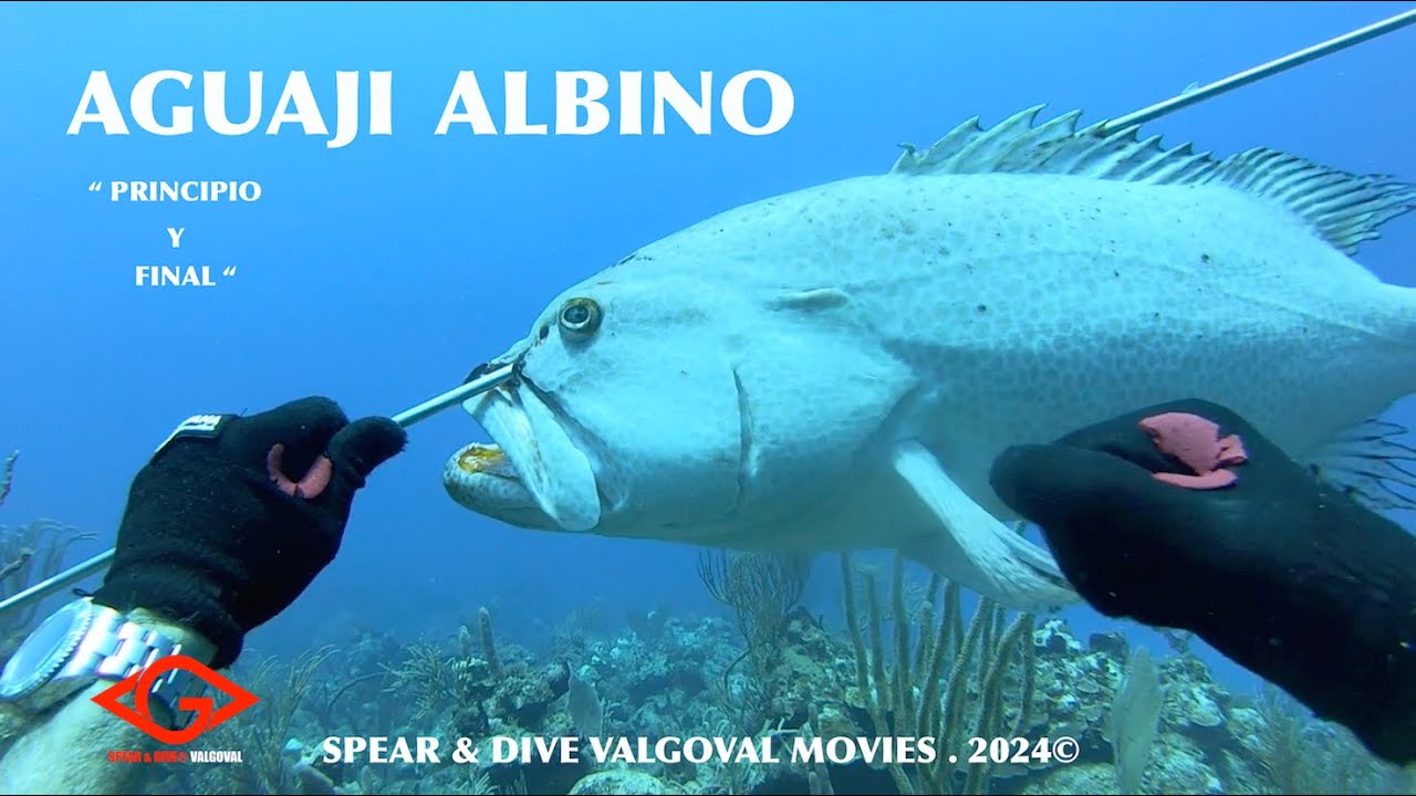 AGUAJI ALBINO.     
