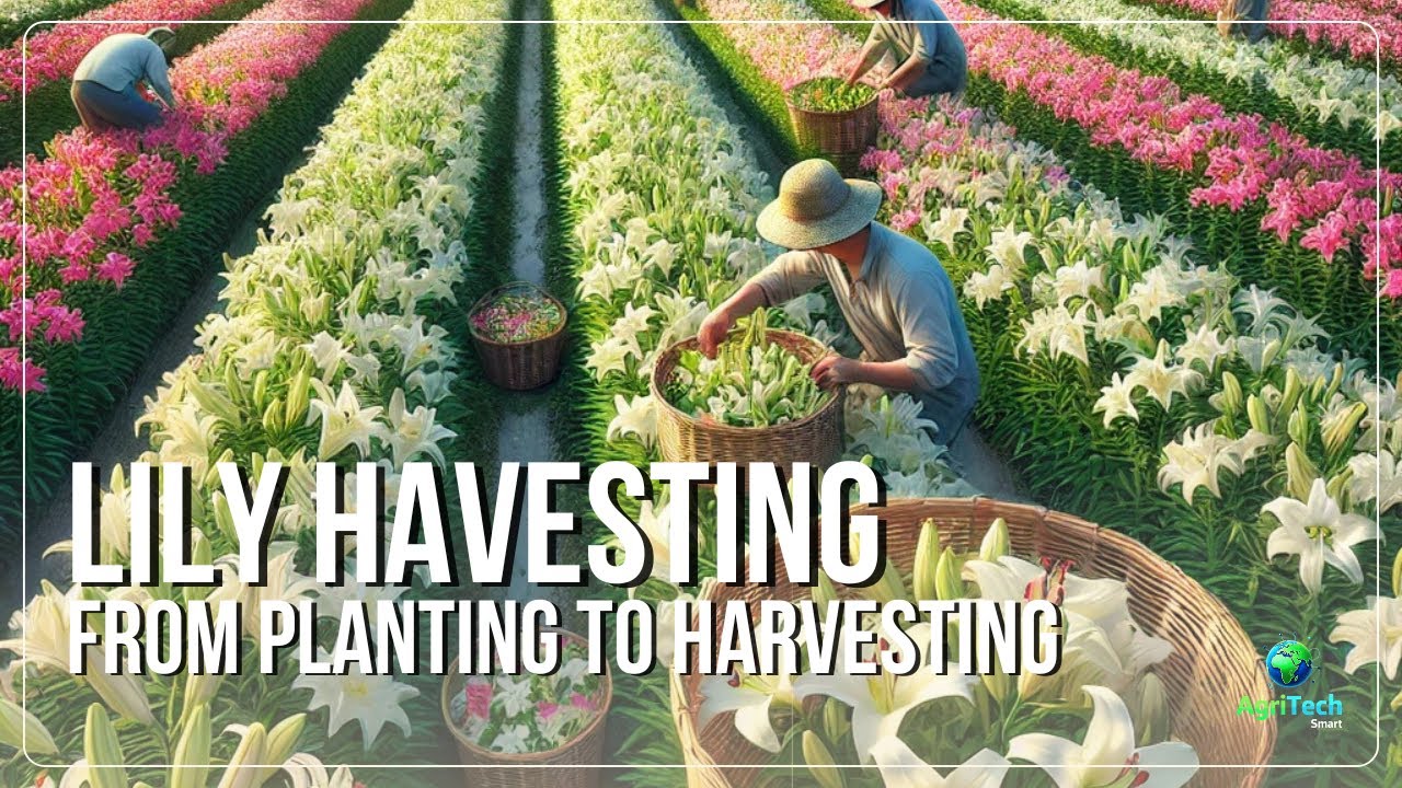 How Farmers Grow Perfect Lily Blooms From Seed to Market