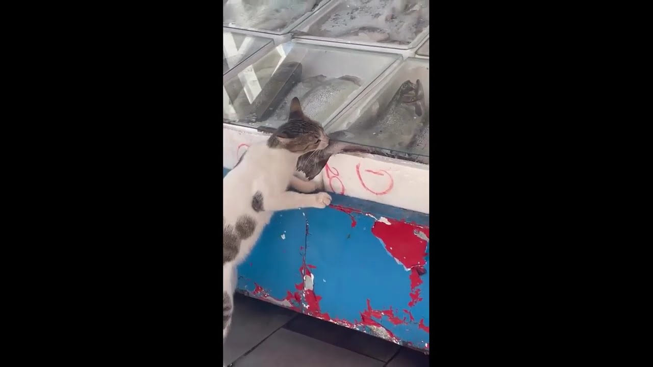 Приколы с котами! СМЕШНЫЕ КОТЫ - С ОЗВУЧКОЙ! САМЫЕ СМЕШНЫЕ животные! ДО слез!