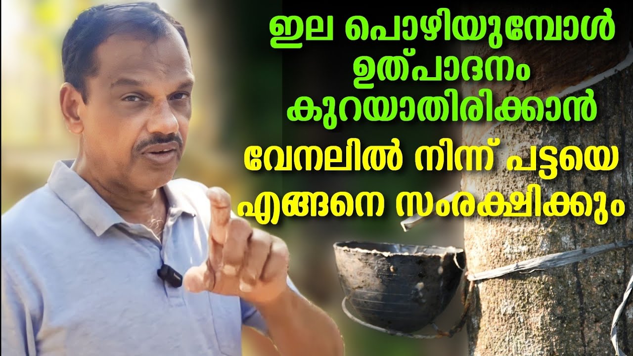 ഇല പൊഴിയുമ്പോൾ ഉൽപാദനം കുറയാതിരിക്കാൻ. വേനലിൽ നിന്ന് പട്ടയെ എങ്ങനെ സംരക്ഷിക്കും
