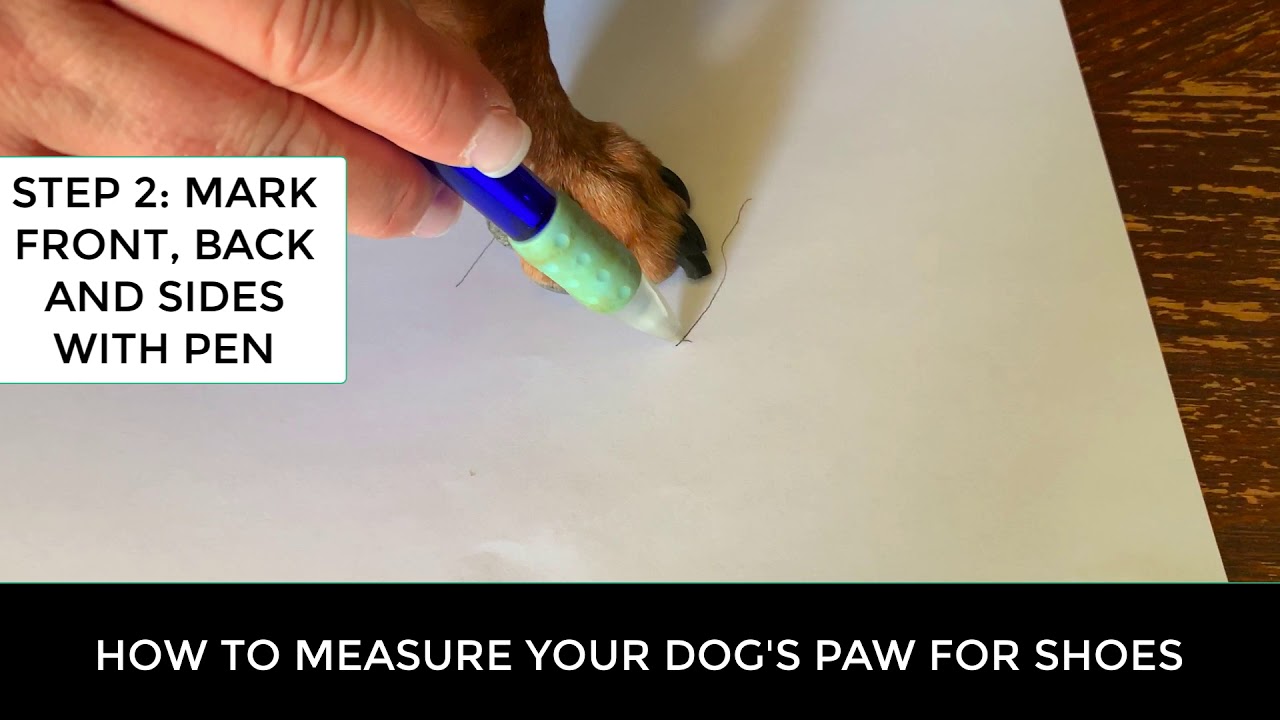 How to measure your dogs paw for dog shoes