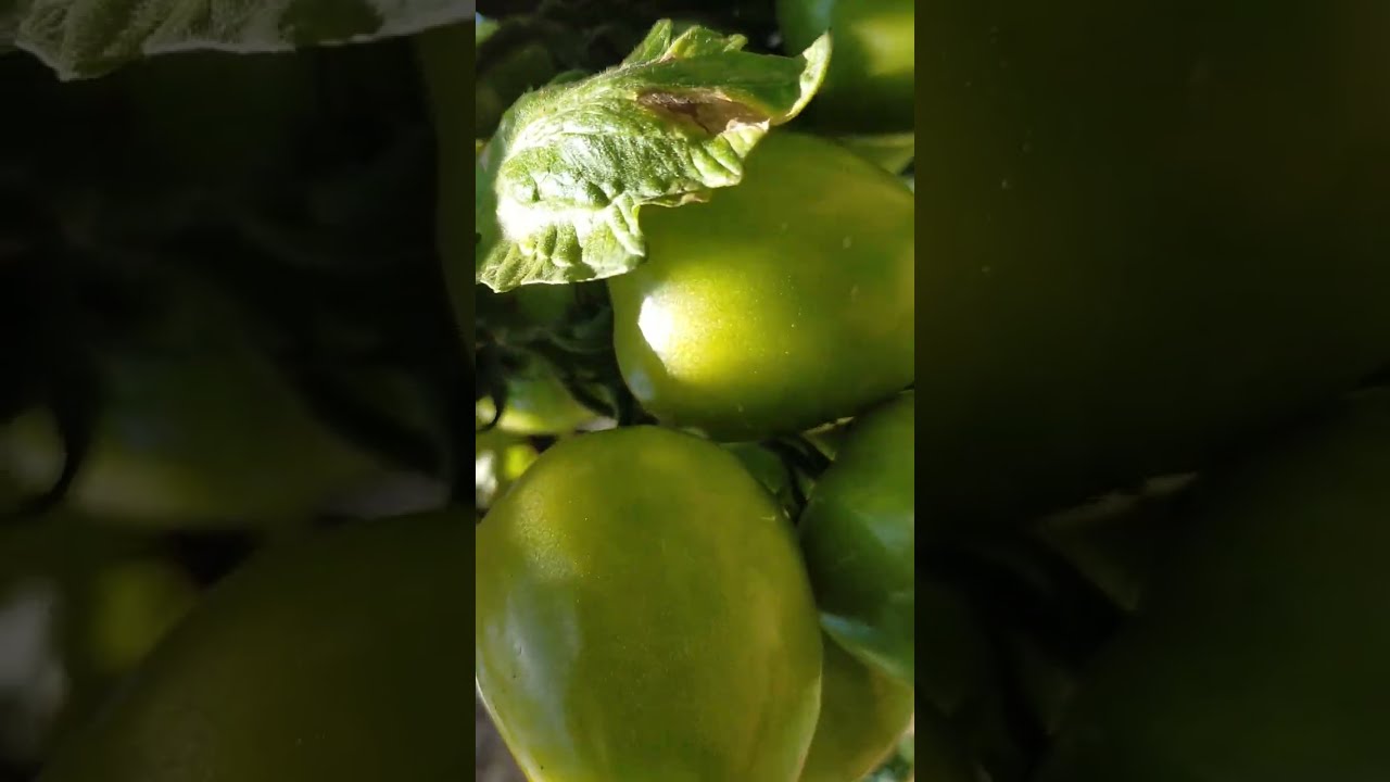Bountiful Tomato 🍅 plants| Indeterminate High Yield tomato plants!