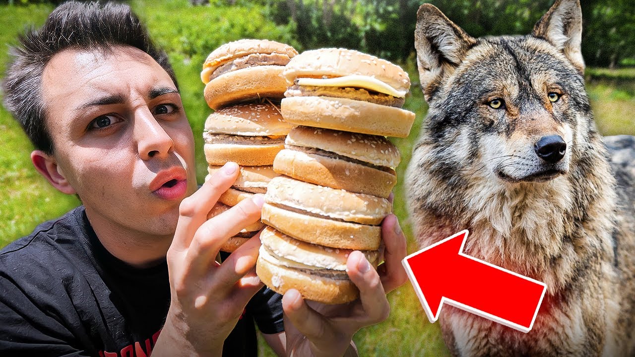Je teste des CAMERAS NOCTURNES avec des BURGERS ! (j'ai filmé un nouvel animal rare)
