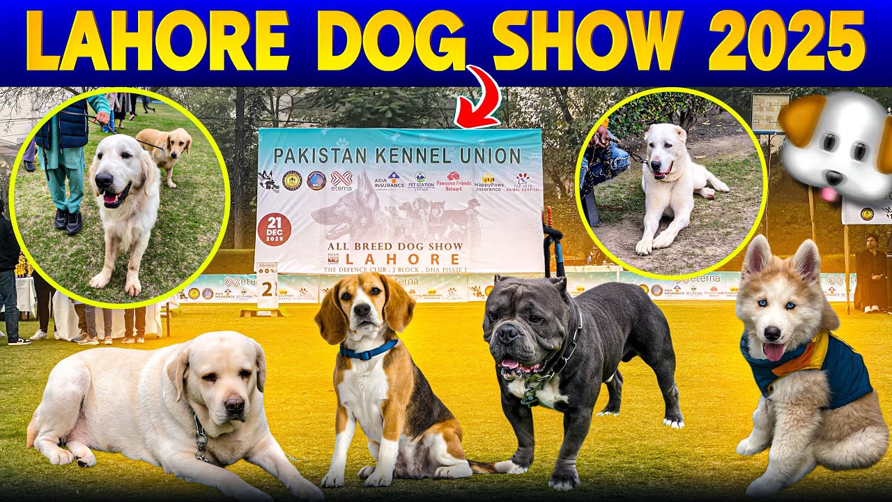Лахорская выставка собак 2025 🐶🐩 | Хаски, чау-чау, русские собаки в Лахоре