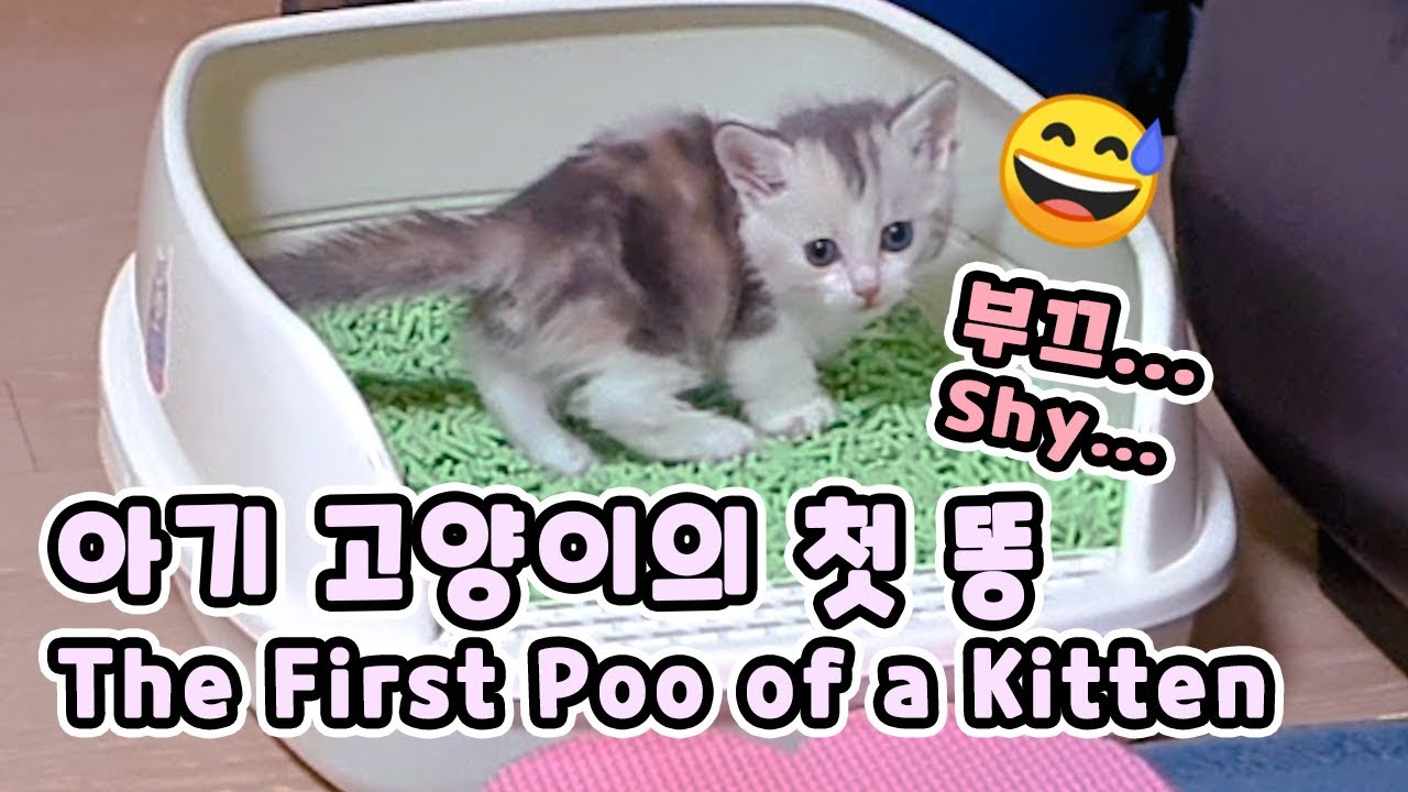 a Baby Kitten Try a Toilet for First time // 아기고양이 화장실 첫 도전!!!