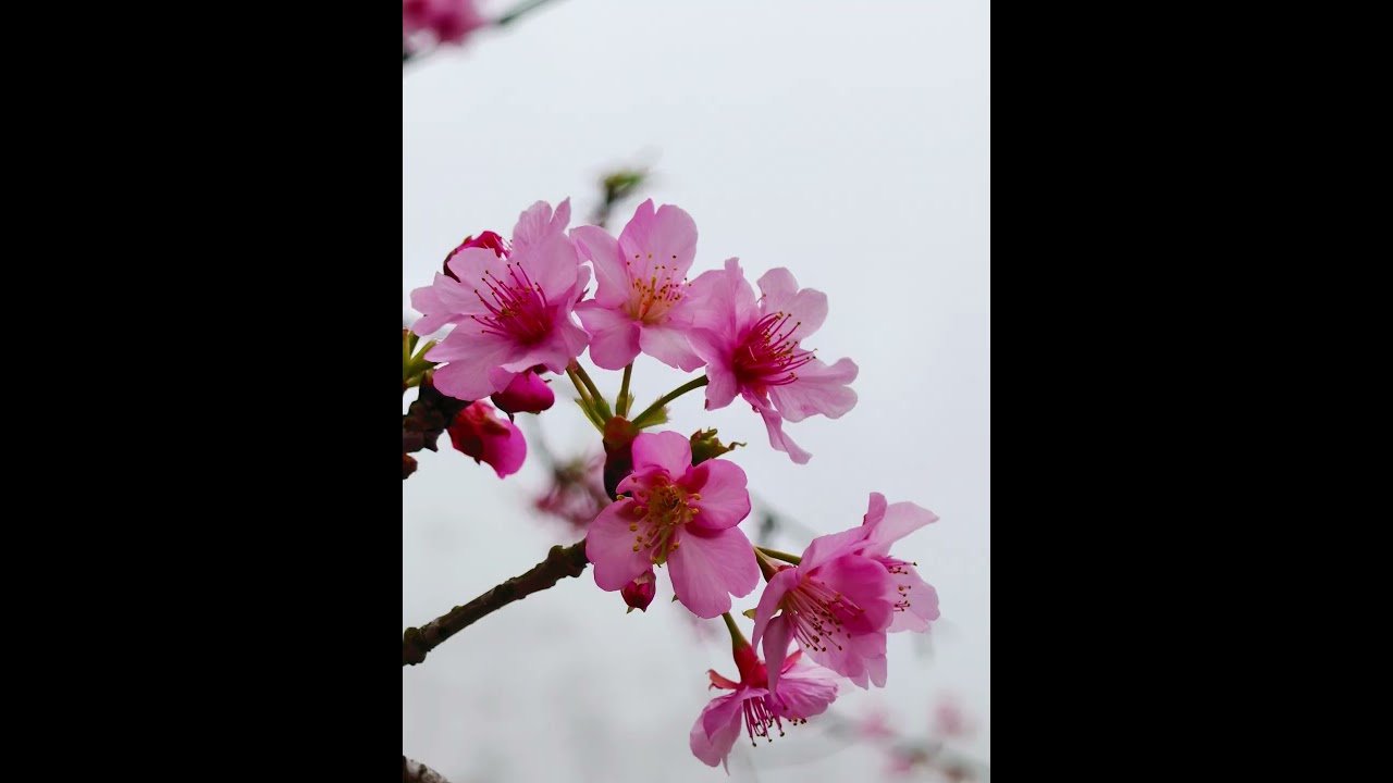 古坑青山坪賞櫻趣
