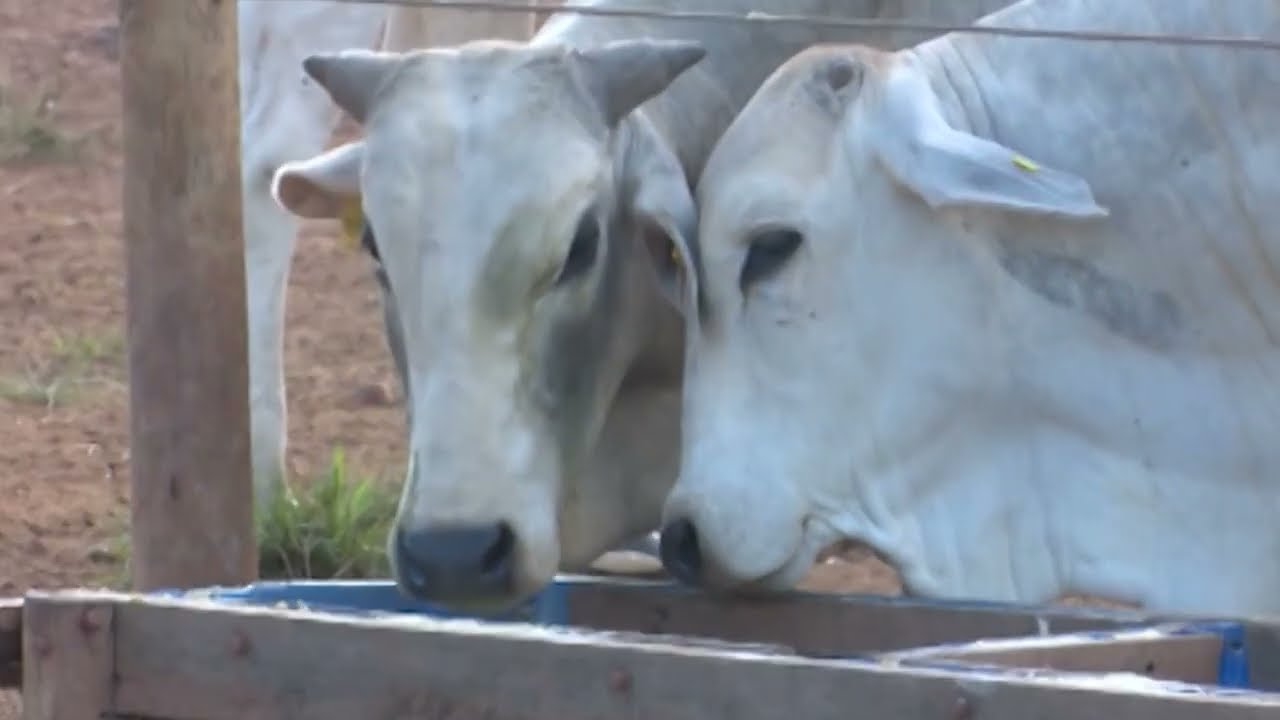 BABAÇU: SAIBA SE ESTE SUBPRODUTO PODE SER USADO NA NUTRIÇÃO DE BOVINOS DE CORTE