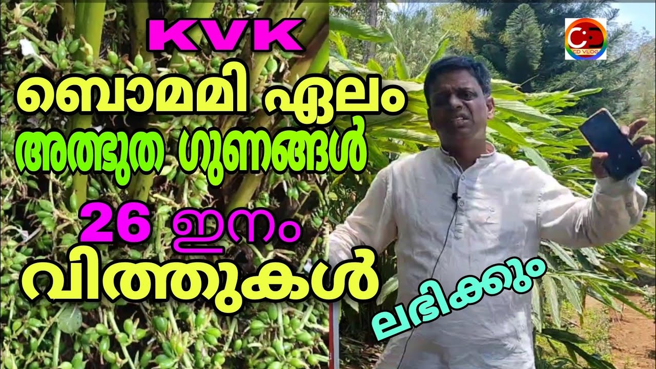 KVKയിൽ 26 തരം ഏലം തൈകൾ ലഭിക്കും/ ഒരാൾക്ക് 5 എണ്ണം മാത്രം/ ബുക്ക് ചെയ്യാം/ #cdvlog  #cardamom