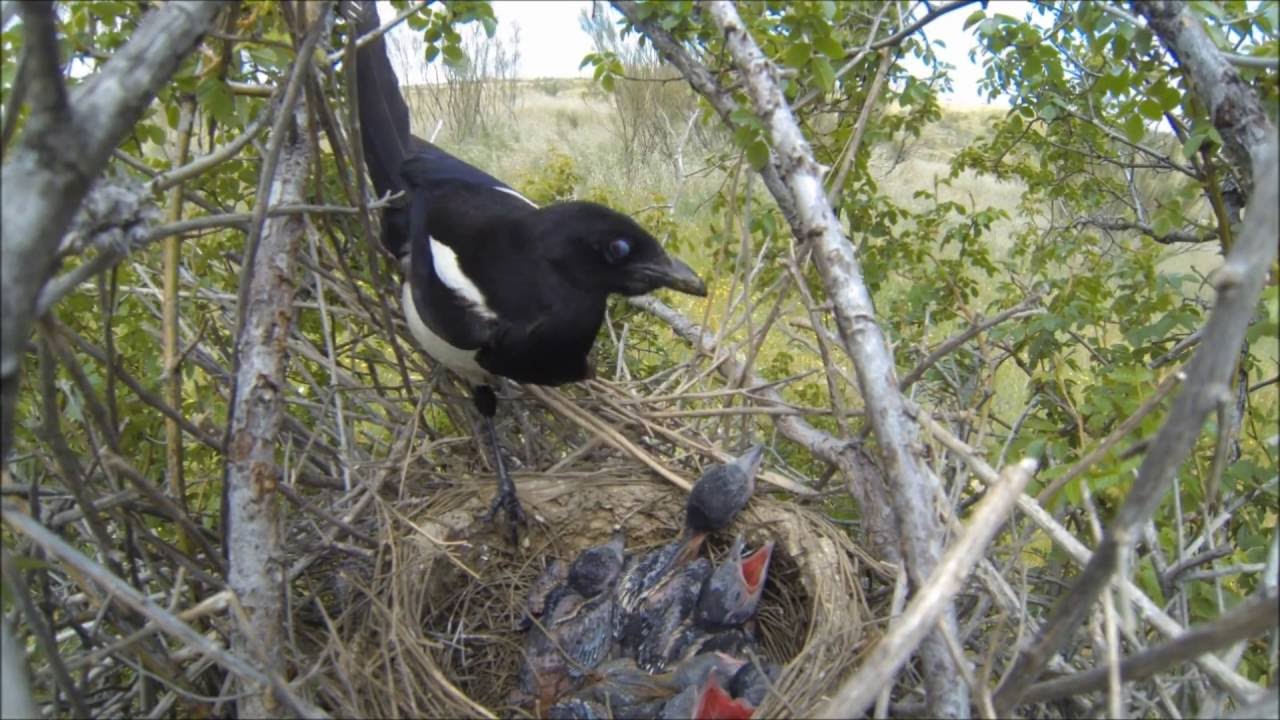 Urraca(Pica pica) una de las aves más inteligentes del mundo.