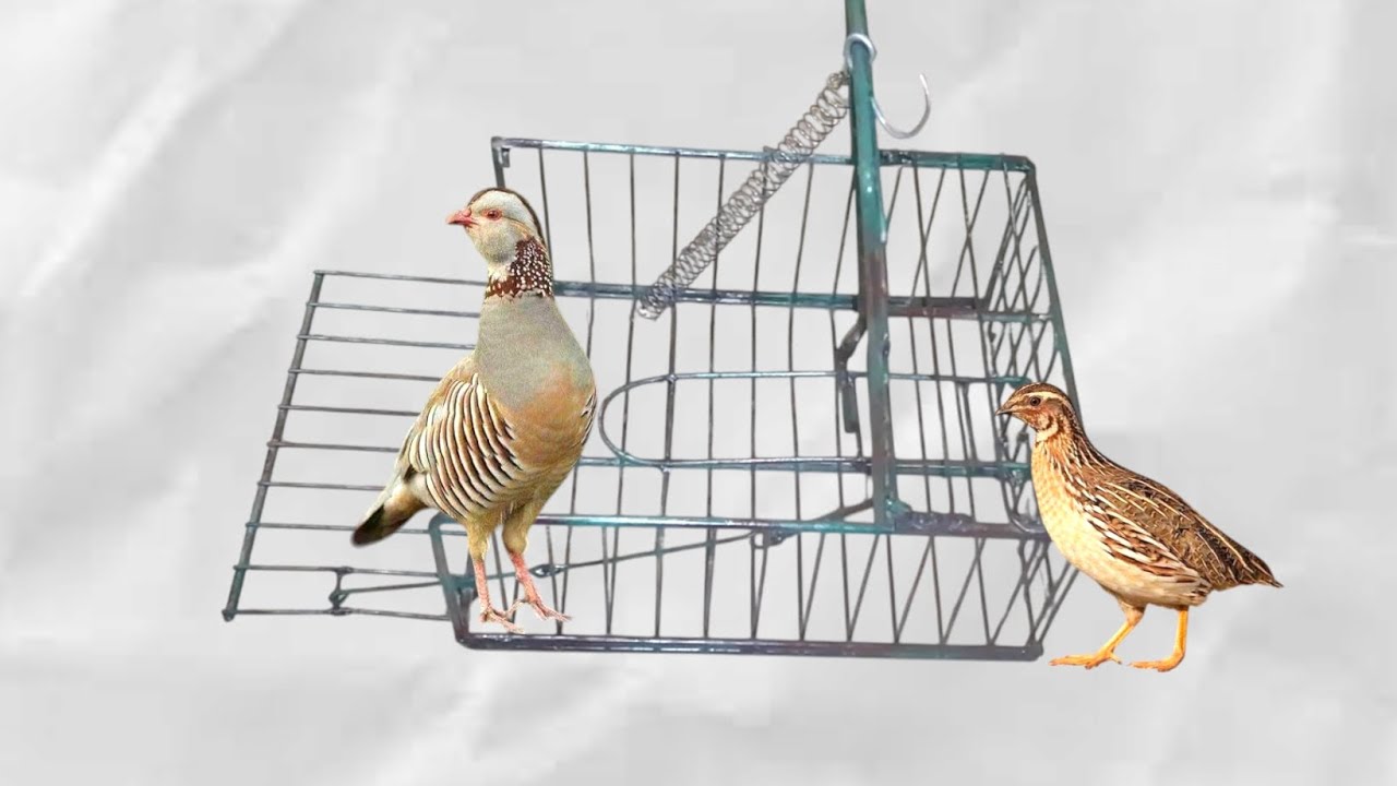 مصيدة للحجل و السمان البري / Trap for partridge and wild quail