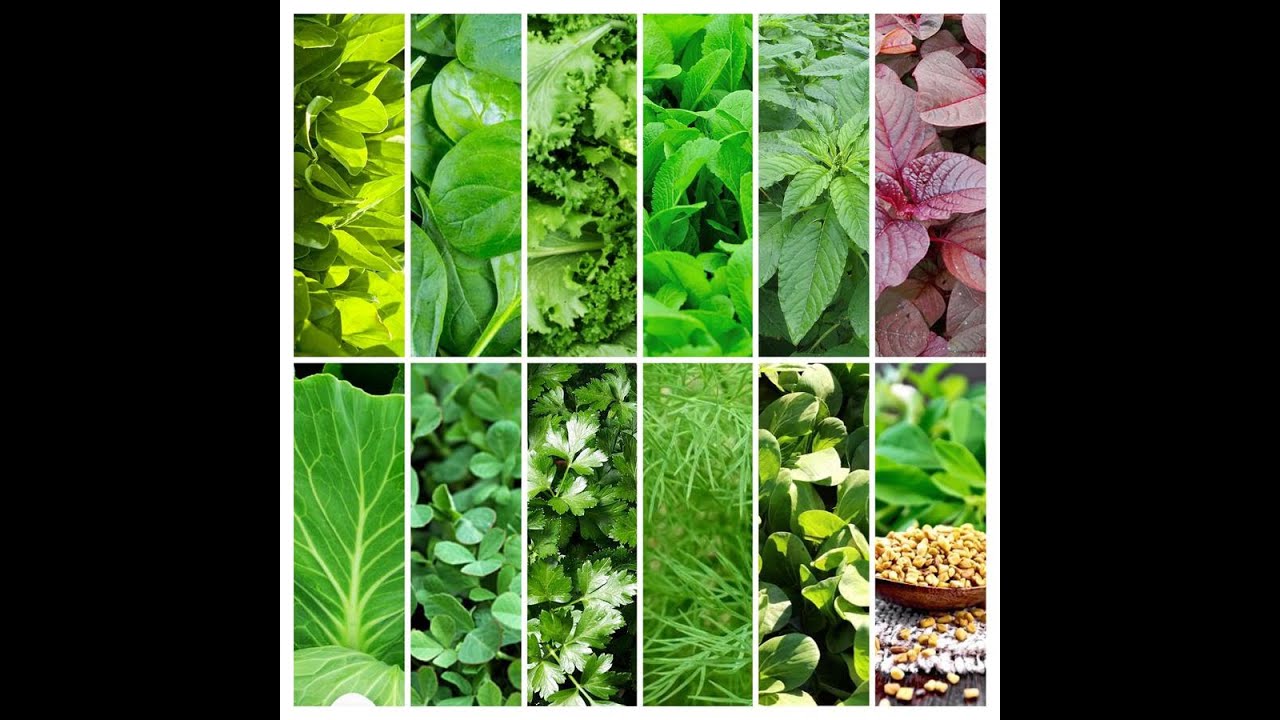 ఆకు కూరలు ఈజీ సంరక్షణ #patnamrythu #leafyvisitables #easygrowing #leafyvegitablescaring
