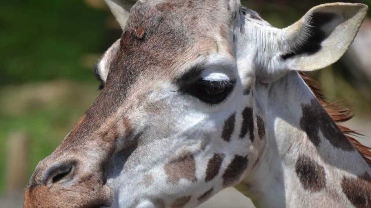 Meine schönsten Tieraufnahmen