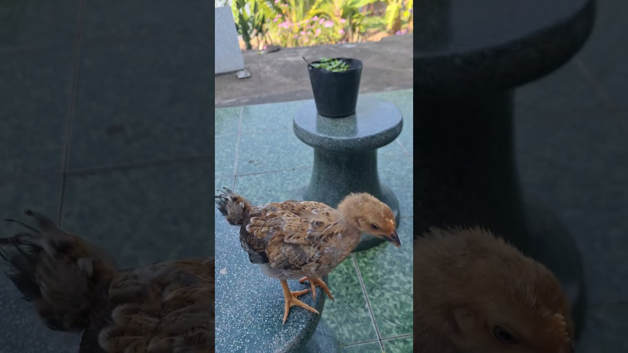Về hưu ........ làm bạn với gà 😀