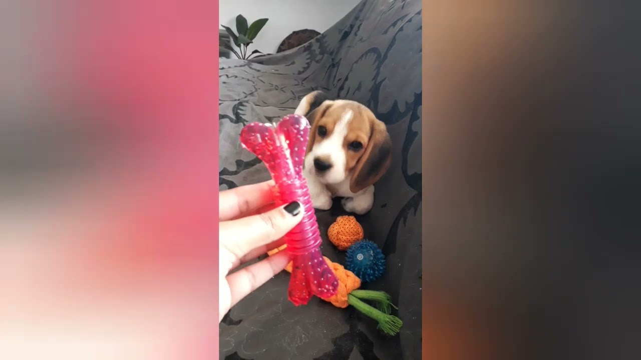 5 puppy's Chew Toys in one pack