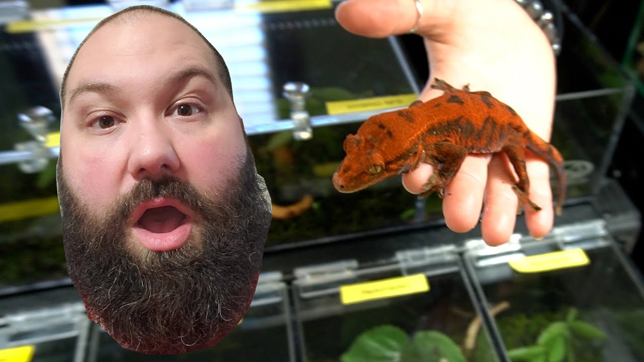 Hybrid Lizards and an African File Snake!