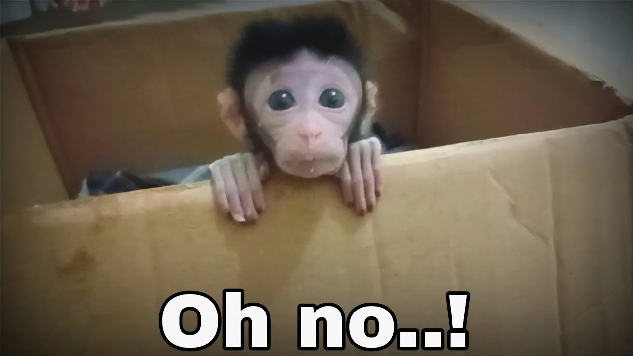 oh hungry..! aci baby monkey asks for food at night
